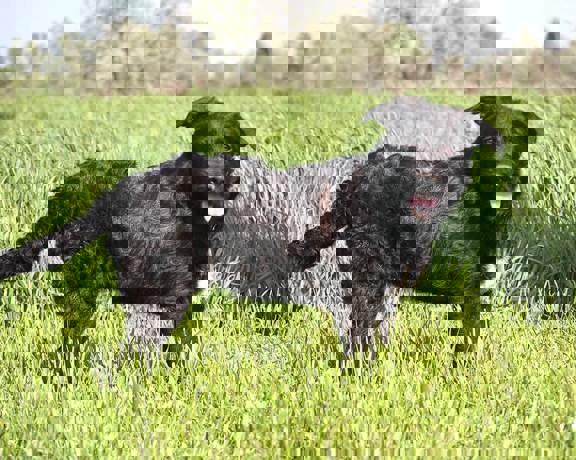 Pepe 2 (1)