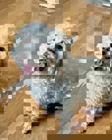 Lucy 1 (1)