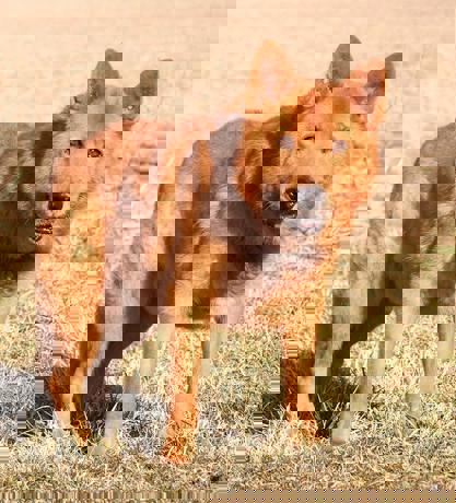 Oskar 4