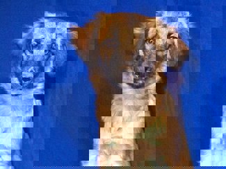 Noel 1