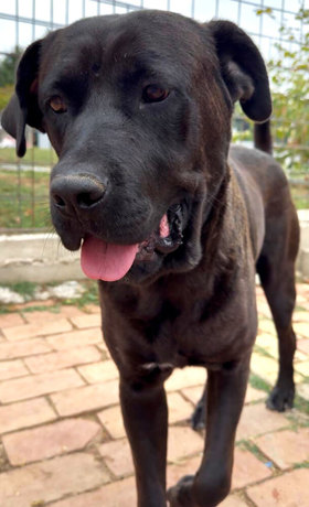 Carlo 2