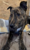 Rocco 1 (1)