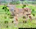 Okra 2 (1)
