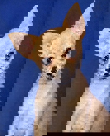 Bendi 4