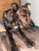 Rocco 2 (1)