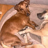 Sammy 2 (1)