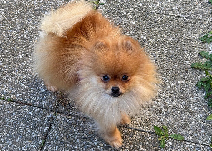 Peanut3