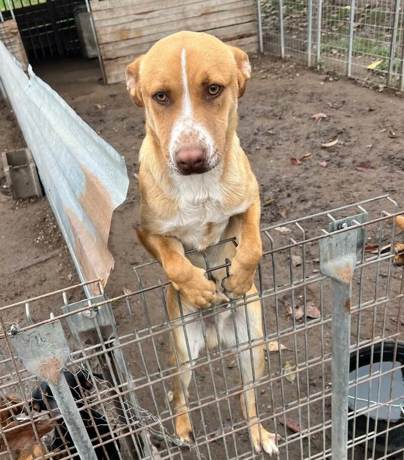Fino 1 (2)