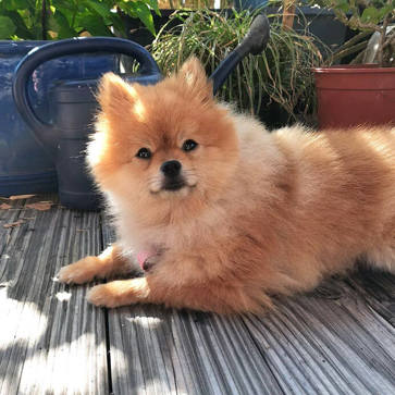 Suki1