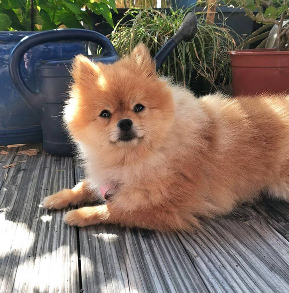 Suki1