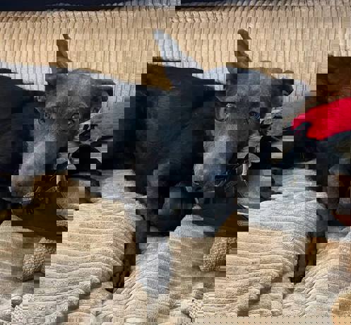Rudi 4 (1)