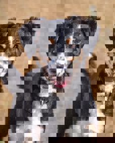 Maxi 1