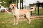 Digby 3 (1)