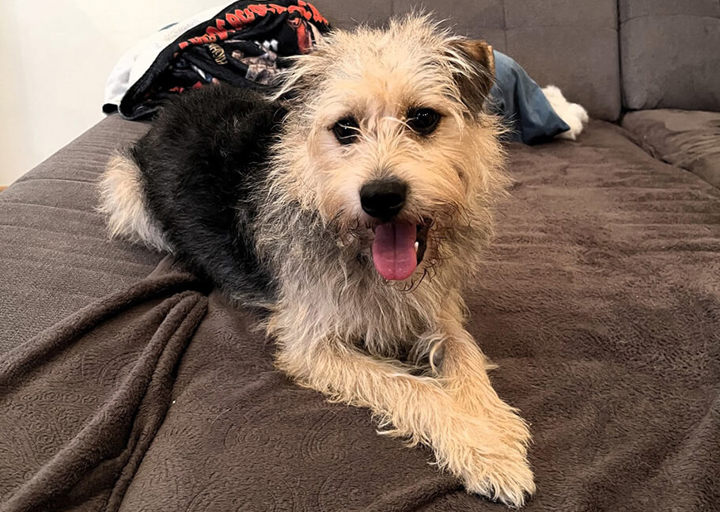 Fonzi6