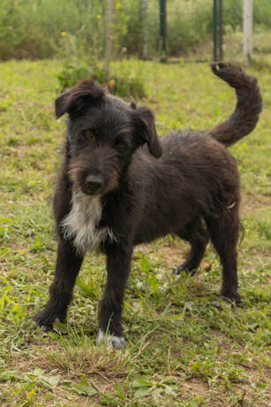 Kimbo 3 (1)