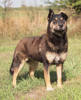 Susi 2 (3)