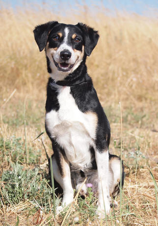 Maxi 3