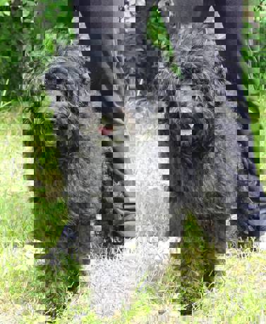 Felix 1 (1)