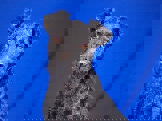 Dino 1 (1)