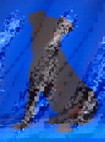 Dino 1 (1)