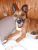 Bruno 4 (6)