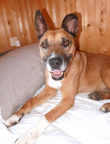 Bruno 4 (6)