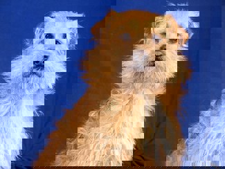 Vili 1 (1)