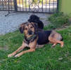 Horace 2 (1)