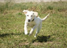 Odette 5