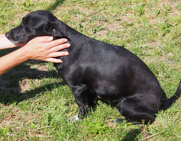 Negra 2