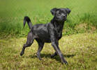 Buddy 5 (1)