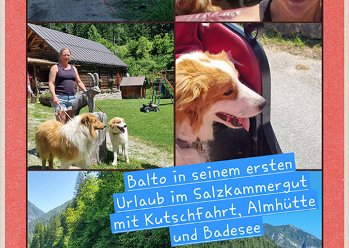 Balto6
