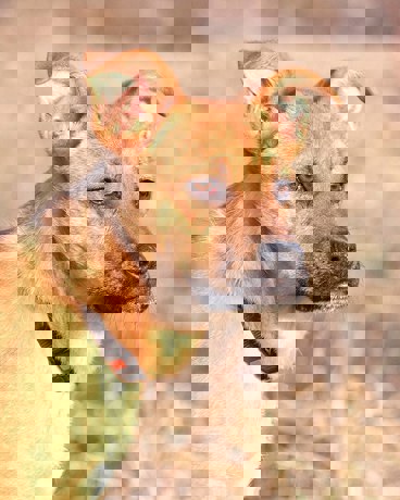 Buddy 3