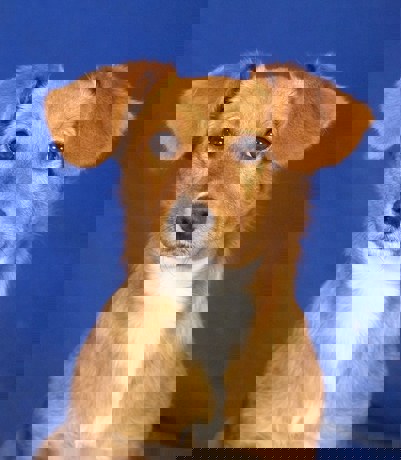 Tracy 4