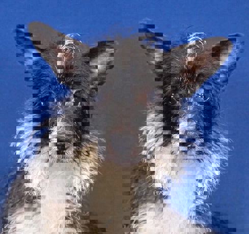Kody 4 (1)