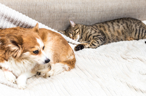 Cat Dog Are Lying Bed Together Concept Pets