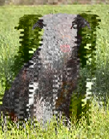 Pepe 4 (1)