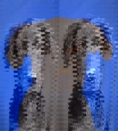 Shelly 4 (1)