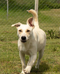 Linus 1 (2)