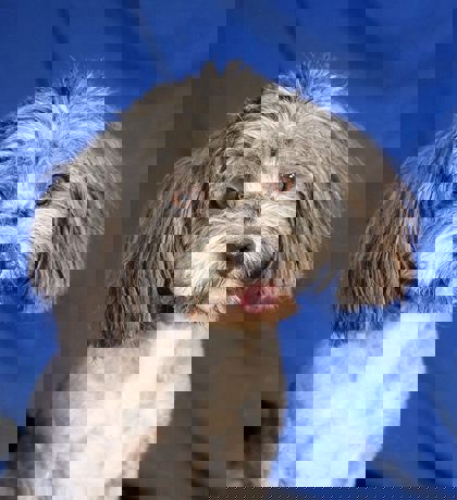 Woody 3 (1)