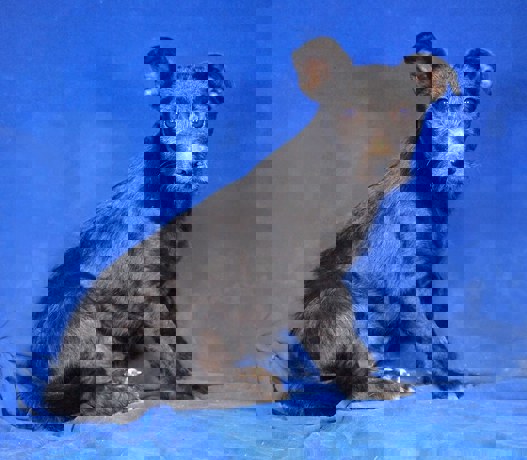 Noki 2 (1)