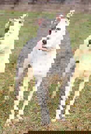 Fifi 4
