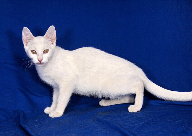 Mia 2