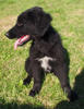 Livie 1