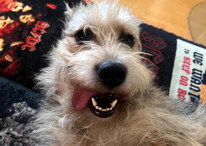 Fonzi1