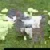 Nicholas 7