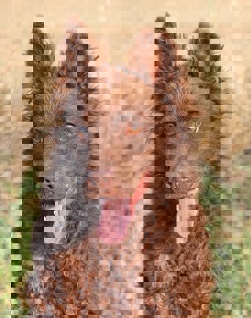 Ronnie 3
