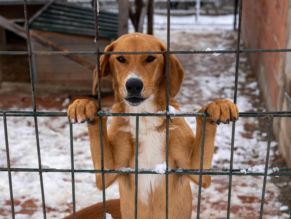 Aca Bericht 2024 Svilos Hund Gehege