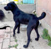 Buddy 3 (1)
